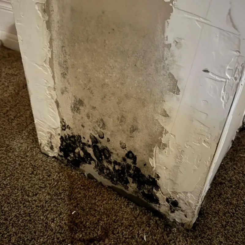 Professional Mold Removal in Porter, IN